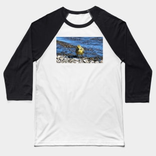 Wet Gosling Walking Along The Water Baseball T-Shirt